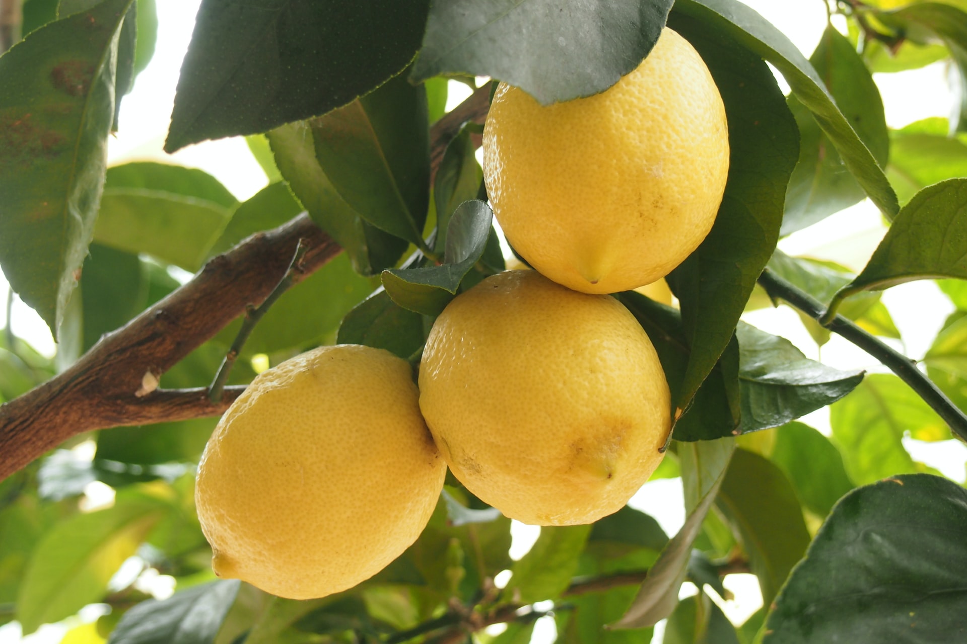 What kind of soil do Lemon Trees need?
