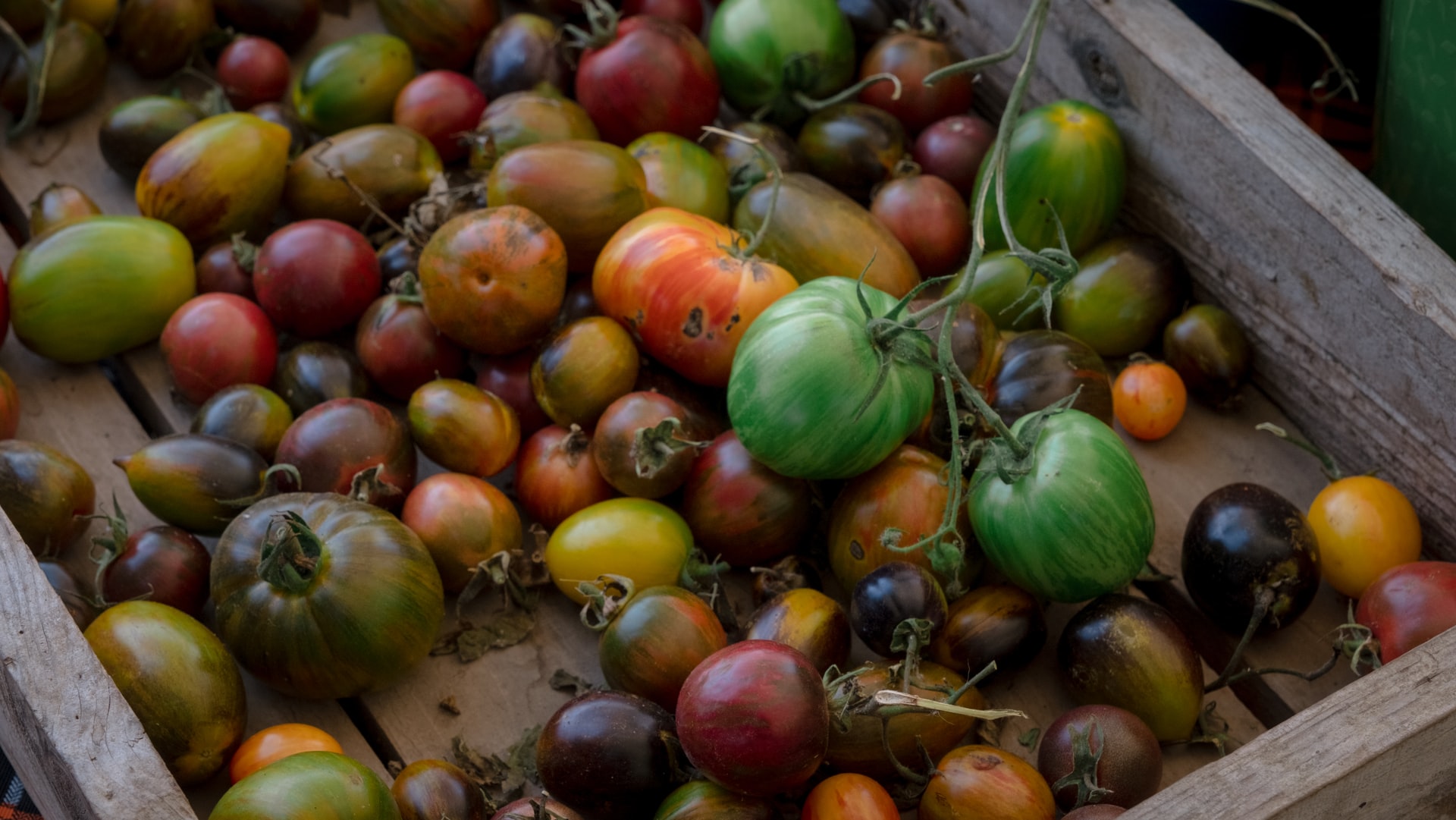 What is the Difference Between Heirloom and Organic Seeds?
