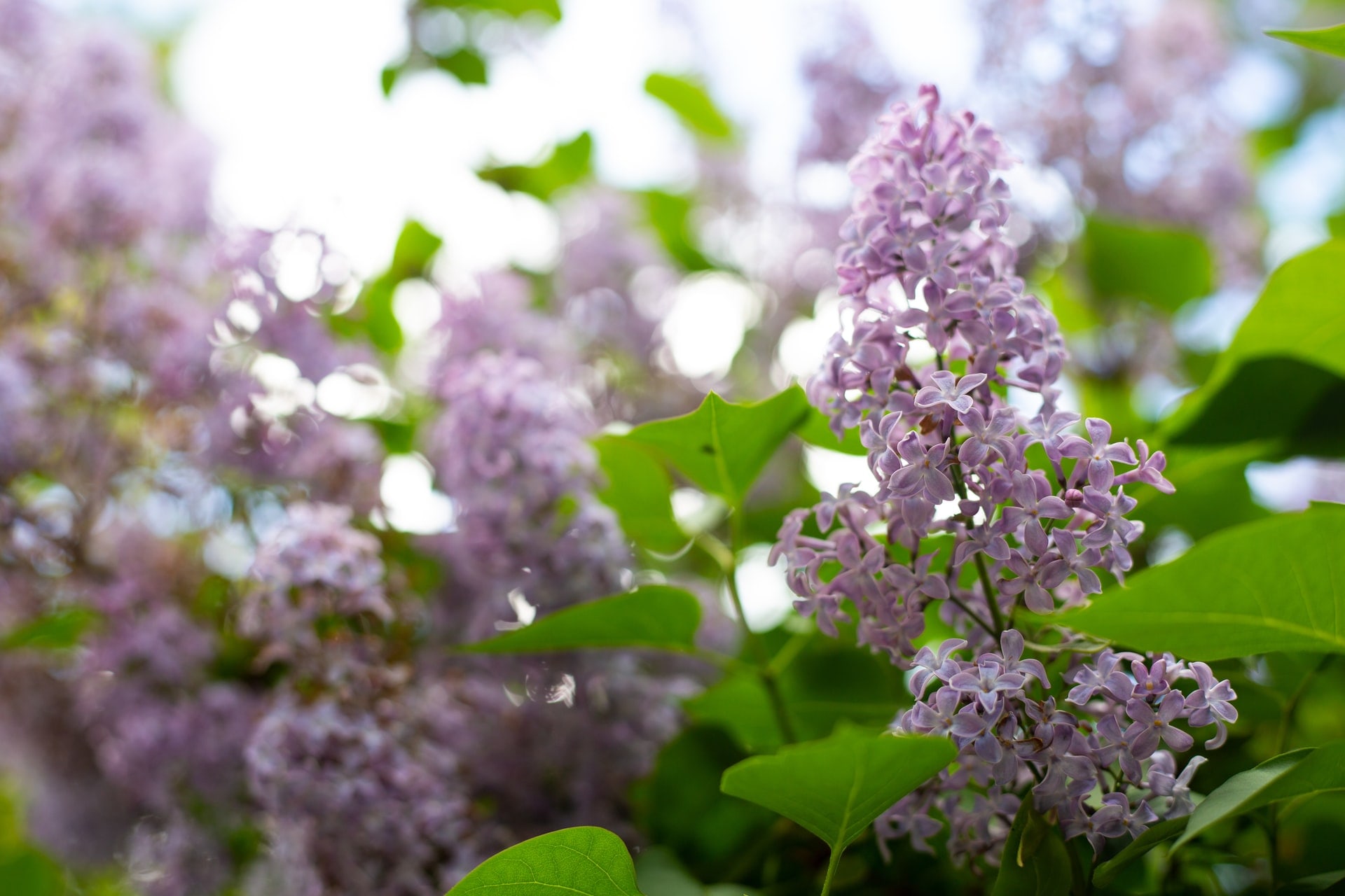 When should I prune Lilacs?