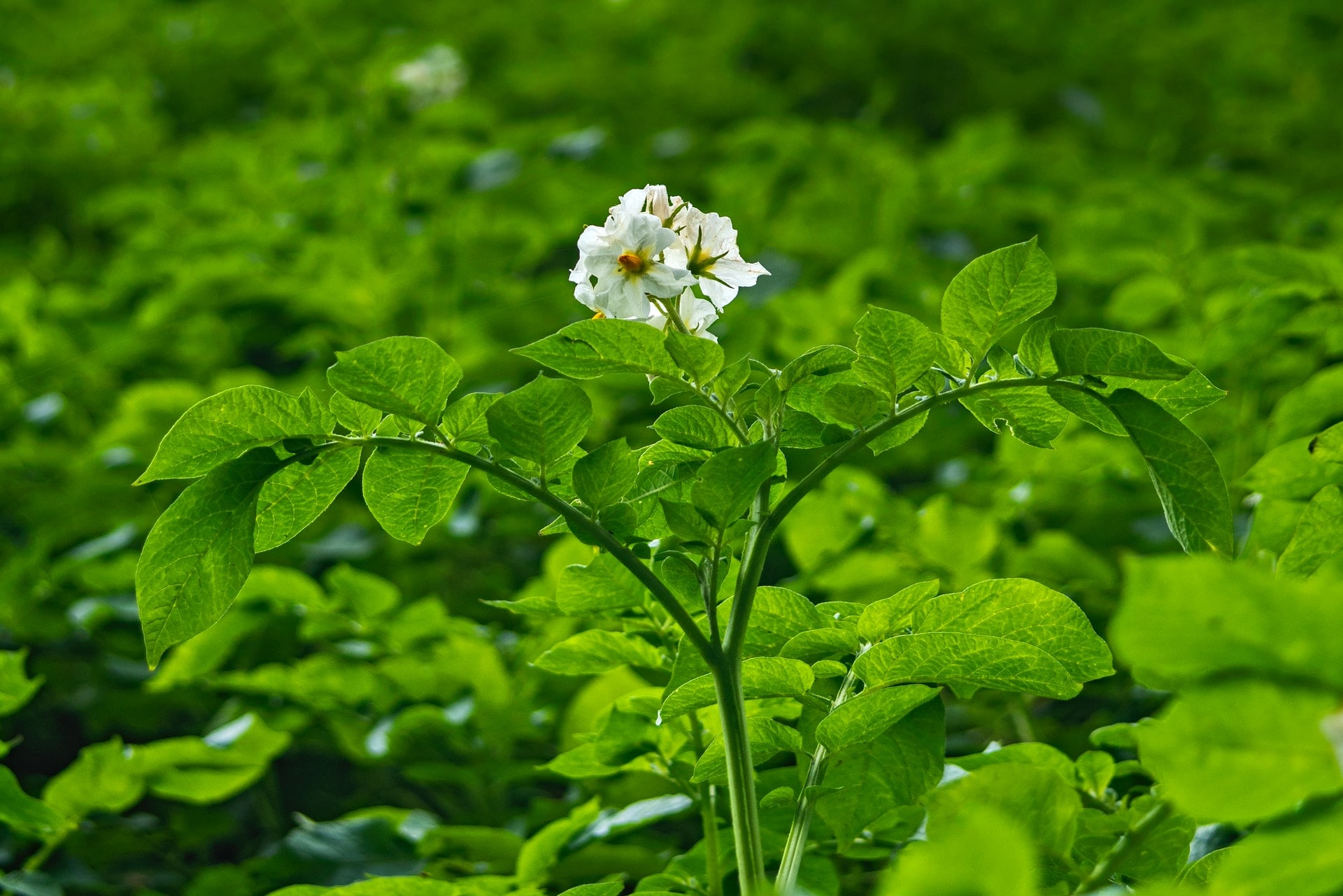 Do Potato Plants have to bloom to produce potatoes?