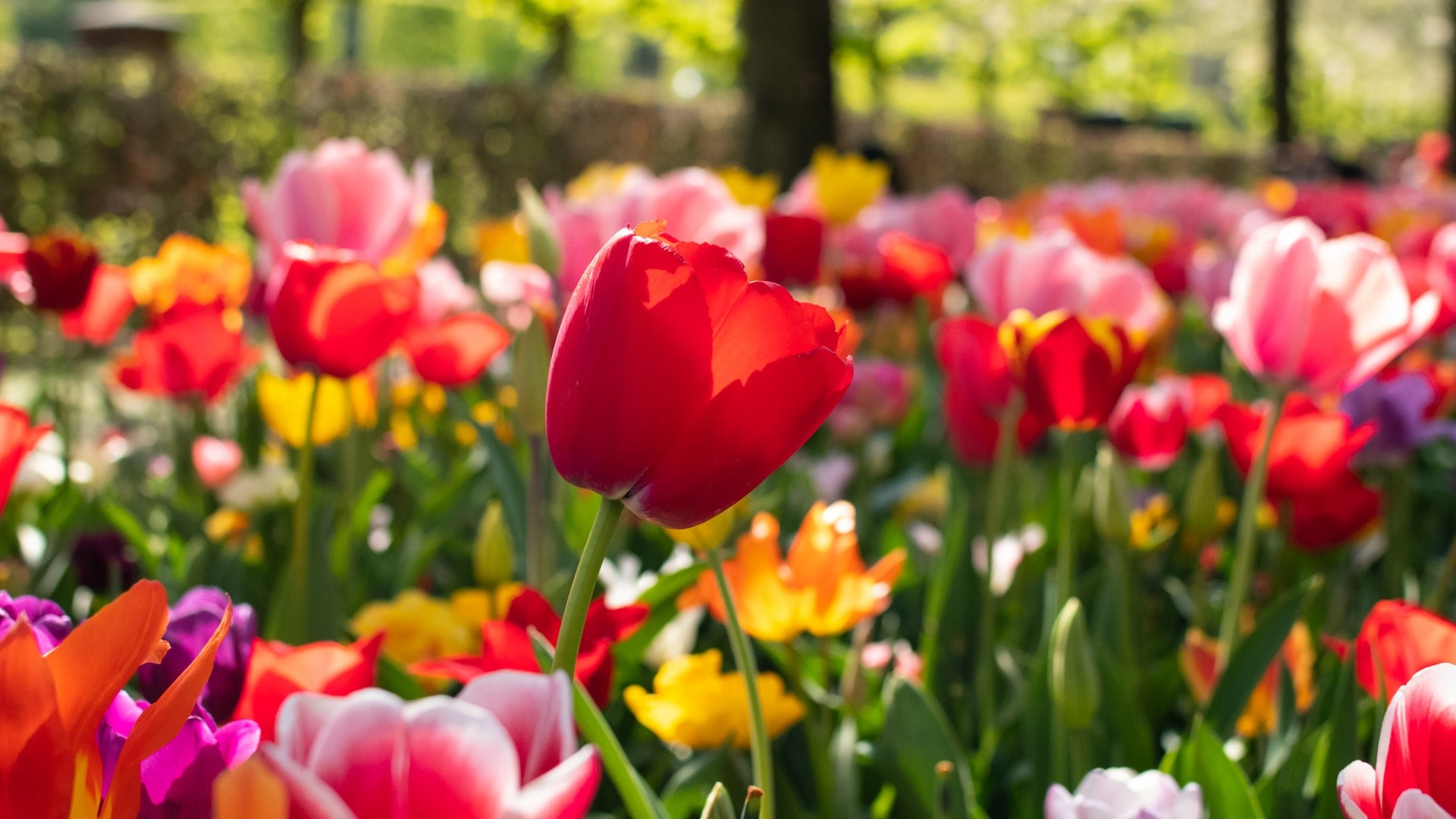 Are Tulips perennials?