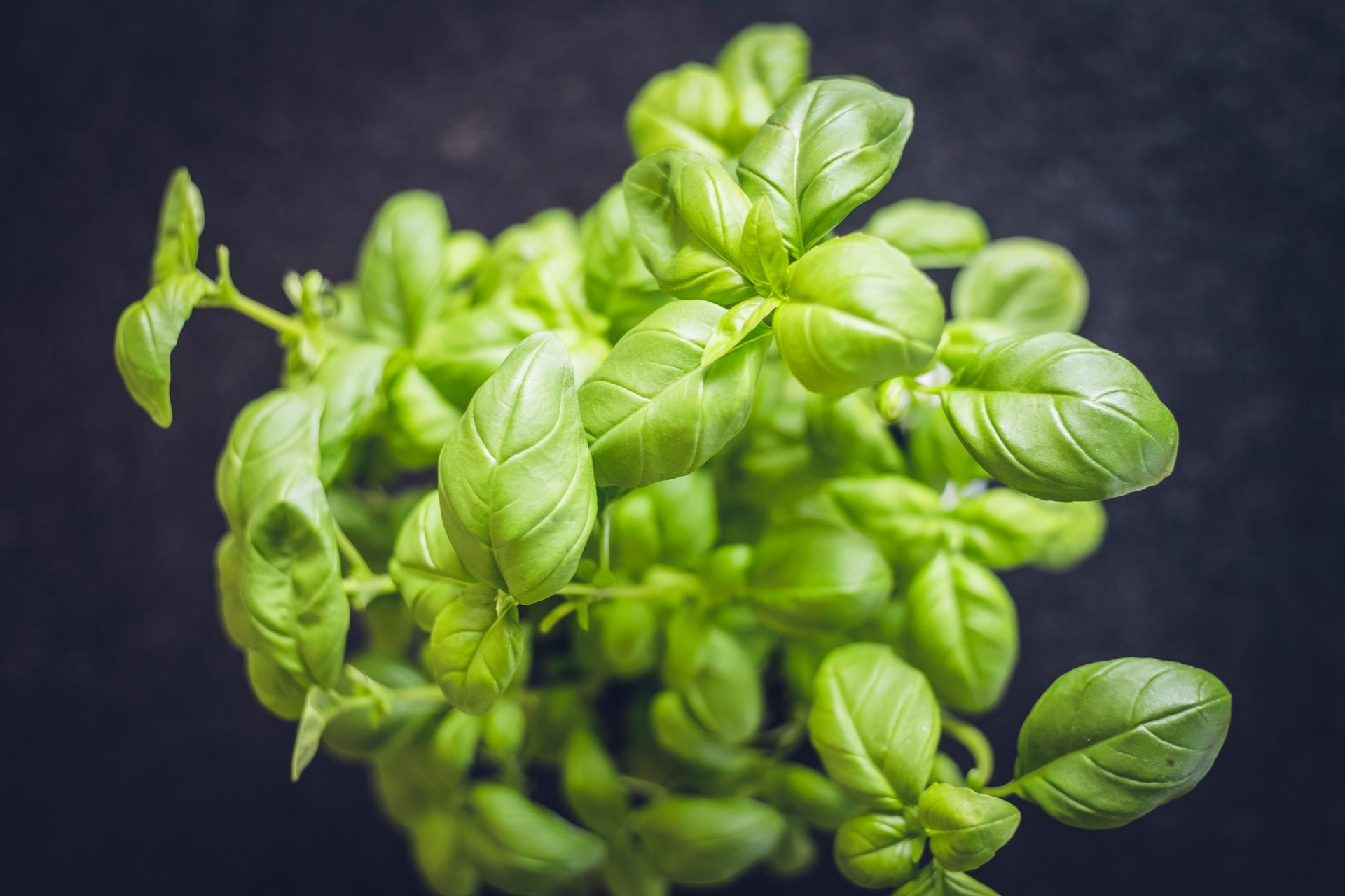 Does Basil come back every year?