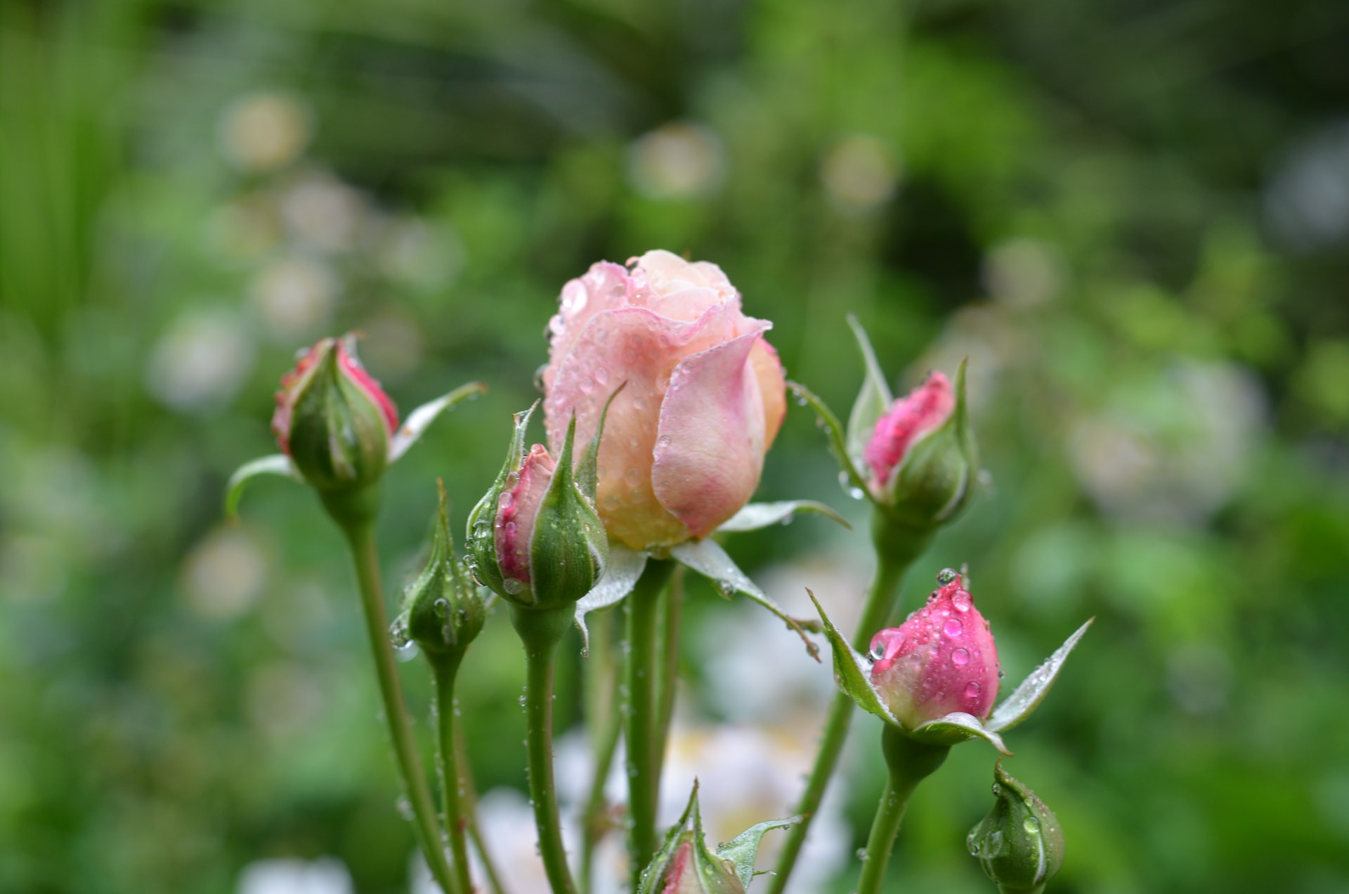 How to plant Roses: 6 easy steps