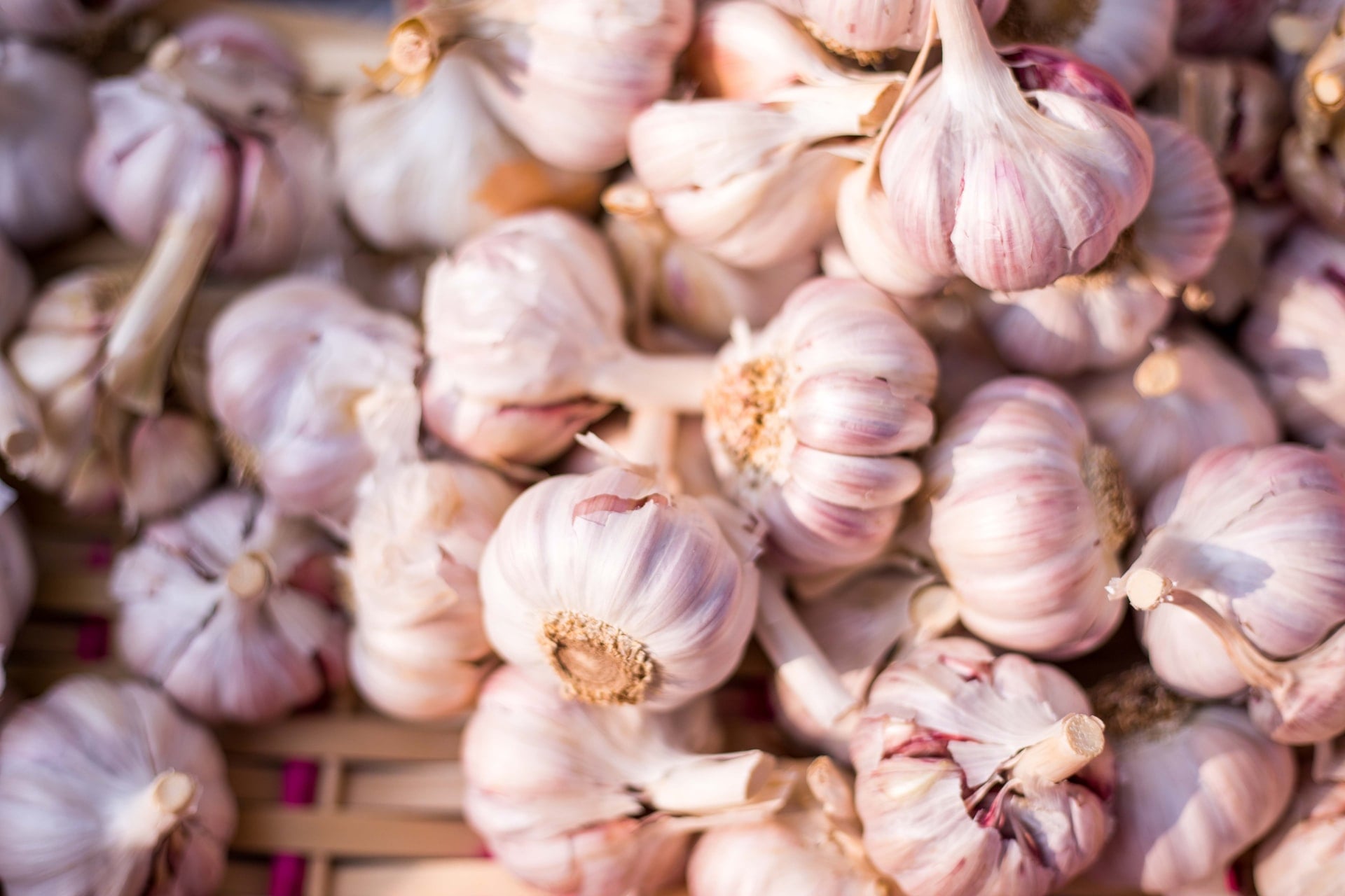 When should I plant Garlic?