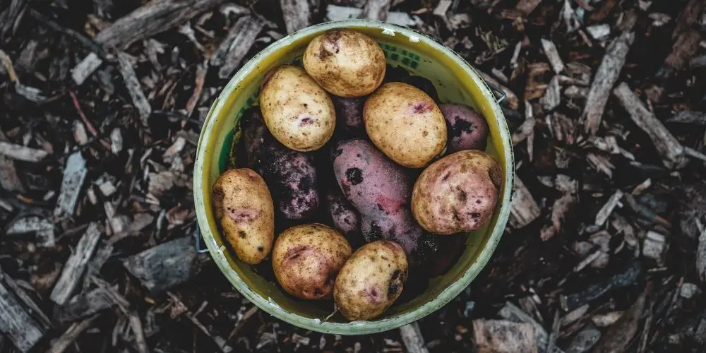 Can you grow potatoes in winter?