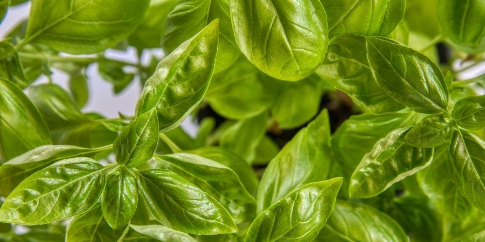 Should You Plant Tomato with Basil?