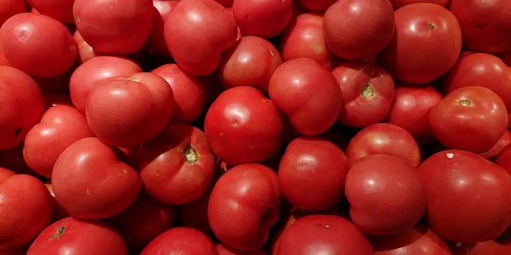 What are the Different types of tomato plants?