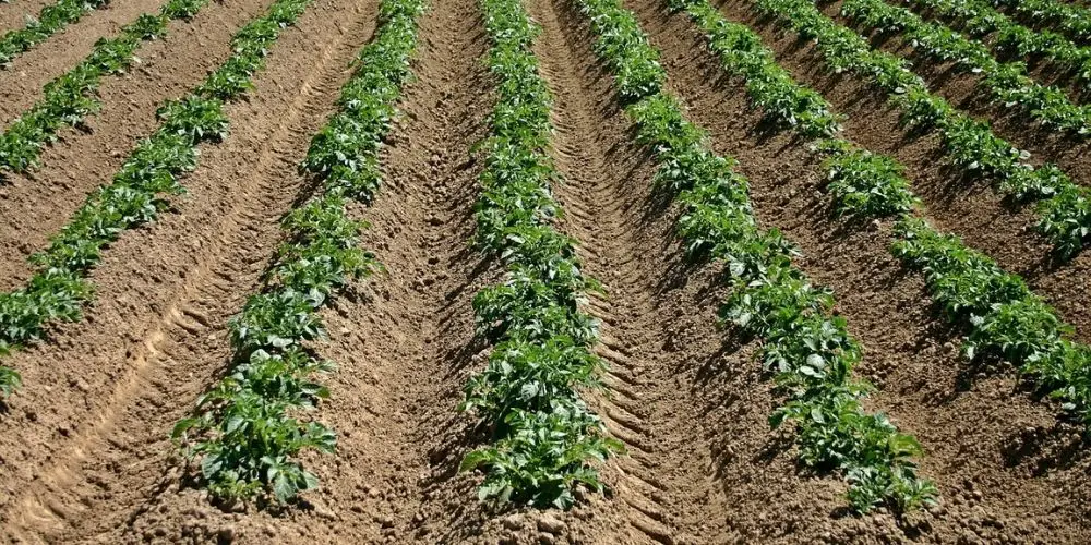 Does hilling or mounding potatoes increase yield?