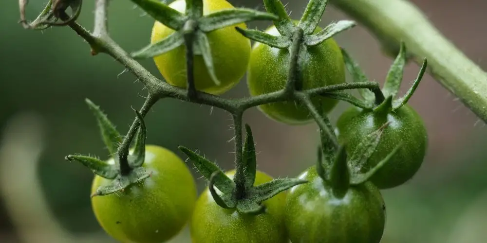 How you can easily support your Tomato Plants [Cages,  stakes, trellis]