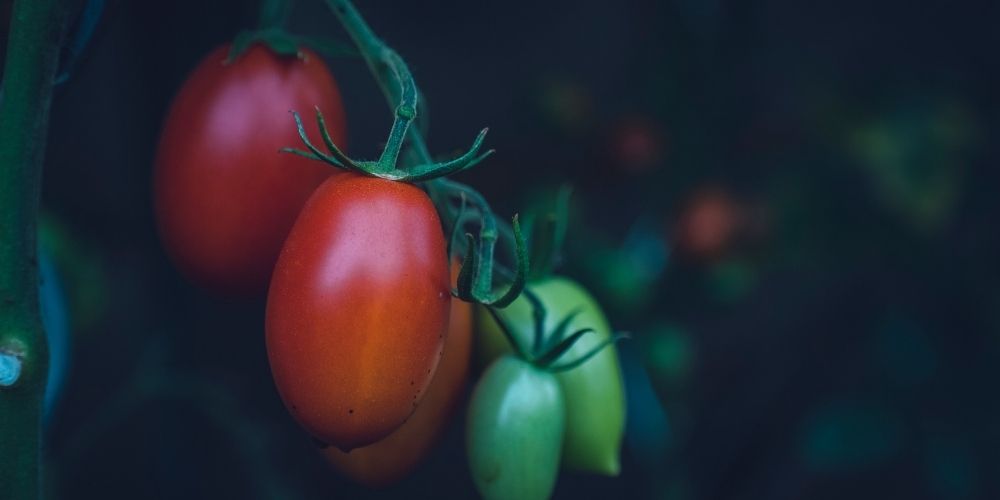 Do Tomato Plants Need Full Sun?