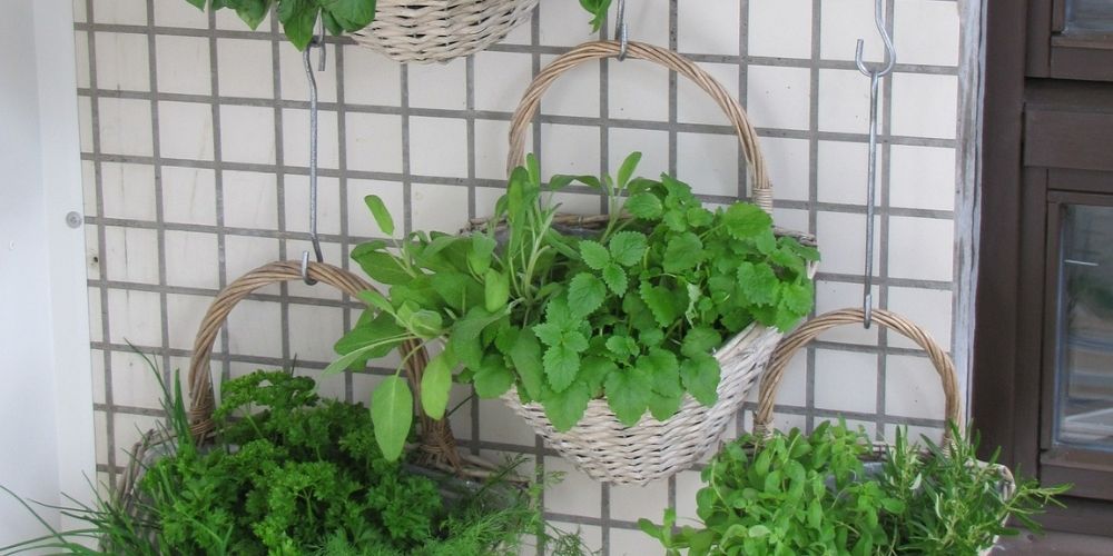 Top 5 things you should know about Vertical Gardening