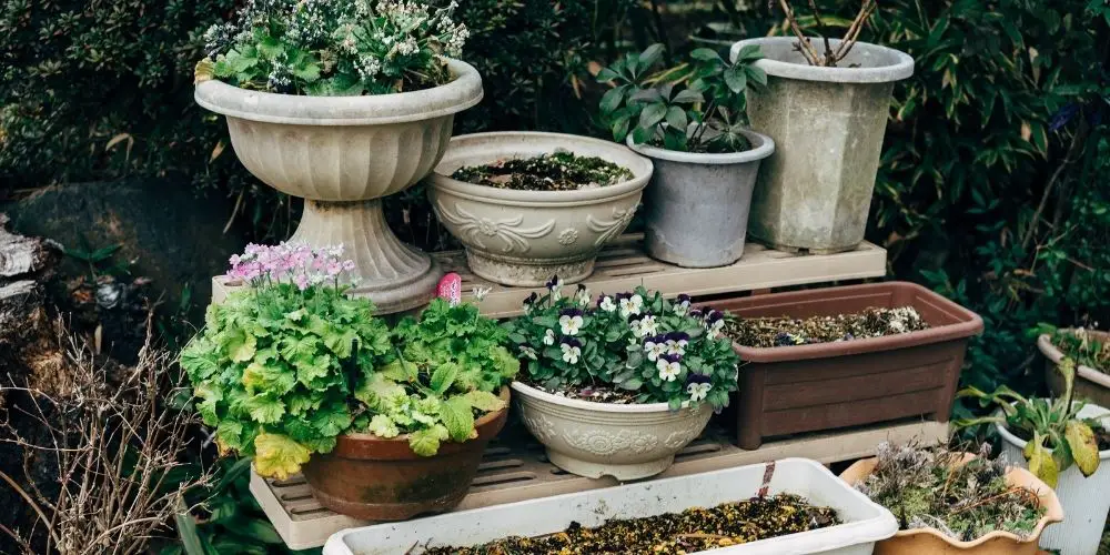 3 Reasons Why Do Plants Need To Be Repotted