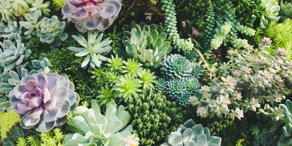 How to Care For Succulents: Planting, Watering and Sunlight
