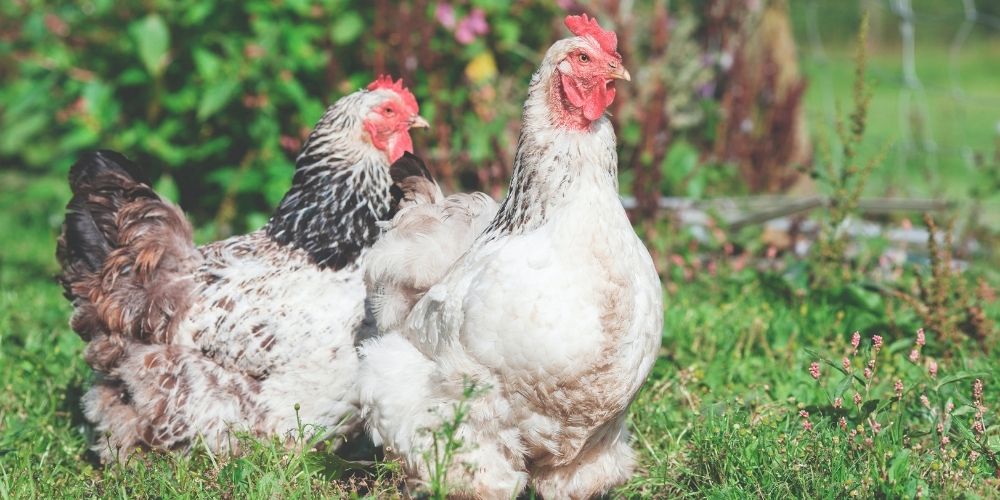Chickens will eat Brassicas: Here’s why and how to stop them