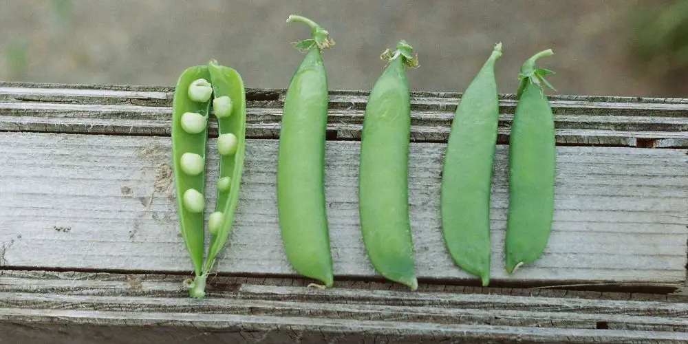 Will Peas Survive Frost?