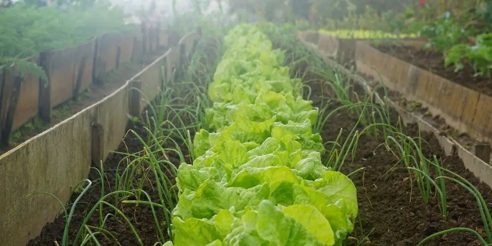 When does Lettuce goes to seed?