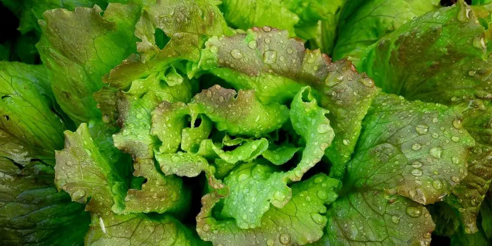 Can Lettuce Withstand The Frosty Weather?