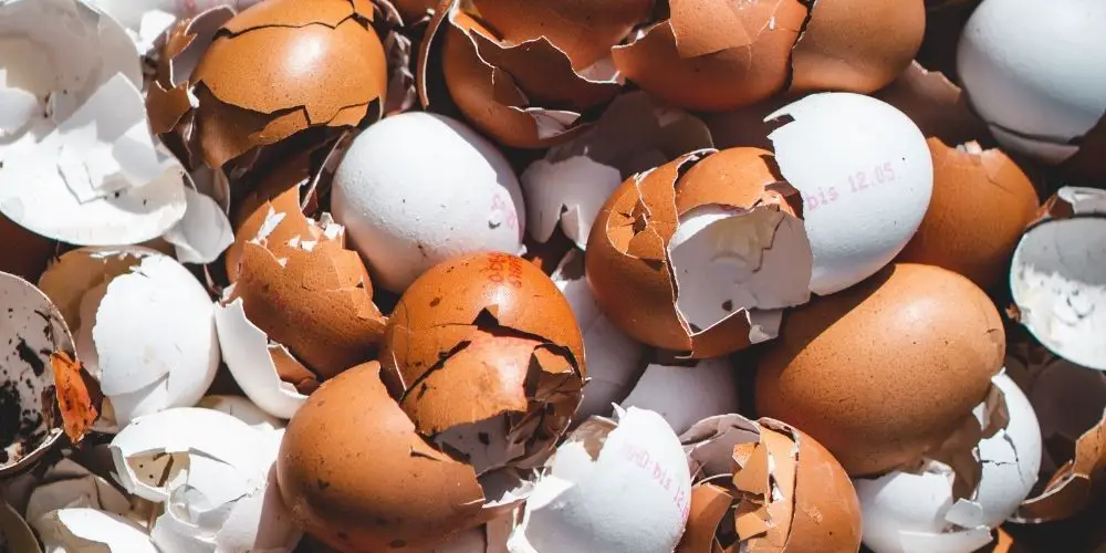 Are eggshells good for hydrangeas?