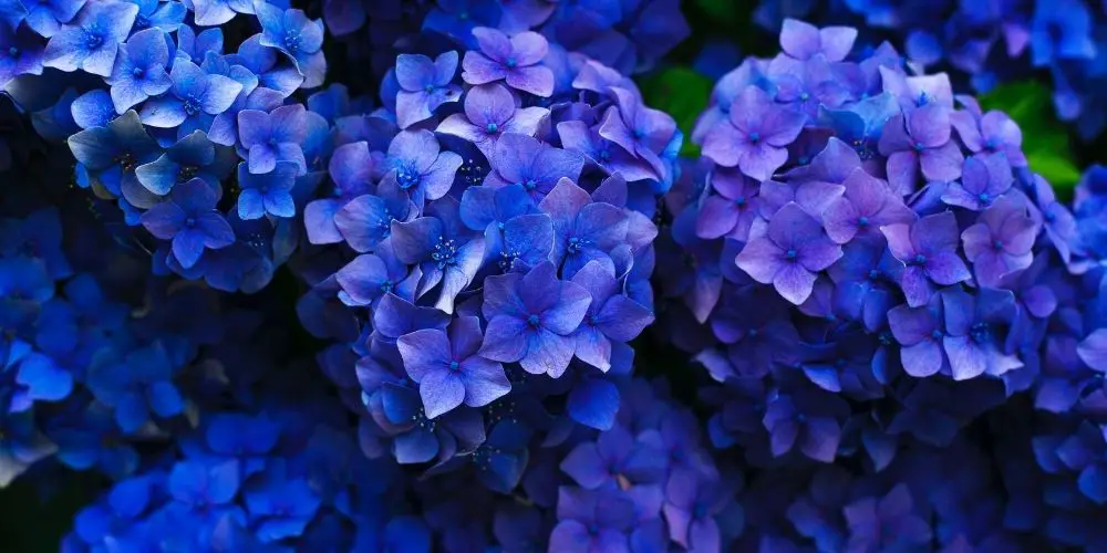 Pruning Hydrangeas in May: Should it be done?