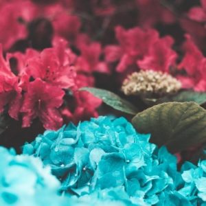 Overwatering your Hydrangea: Here is how you can tell, and what to do about it