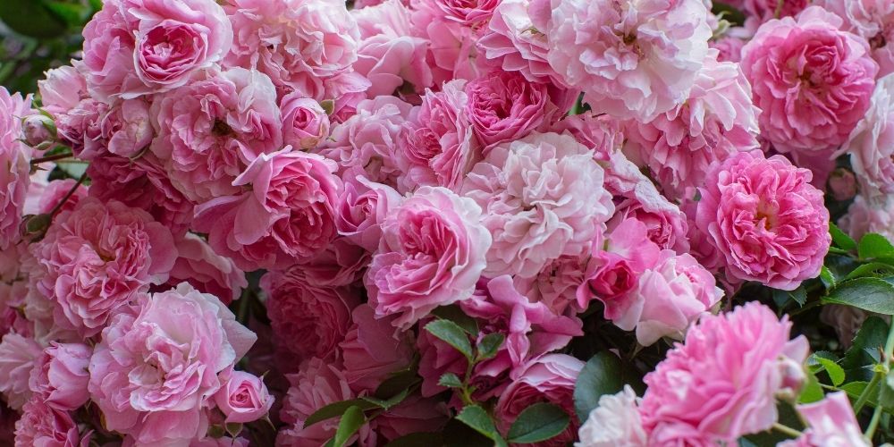 Do Carnations Like Sun Or Shade?