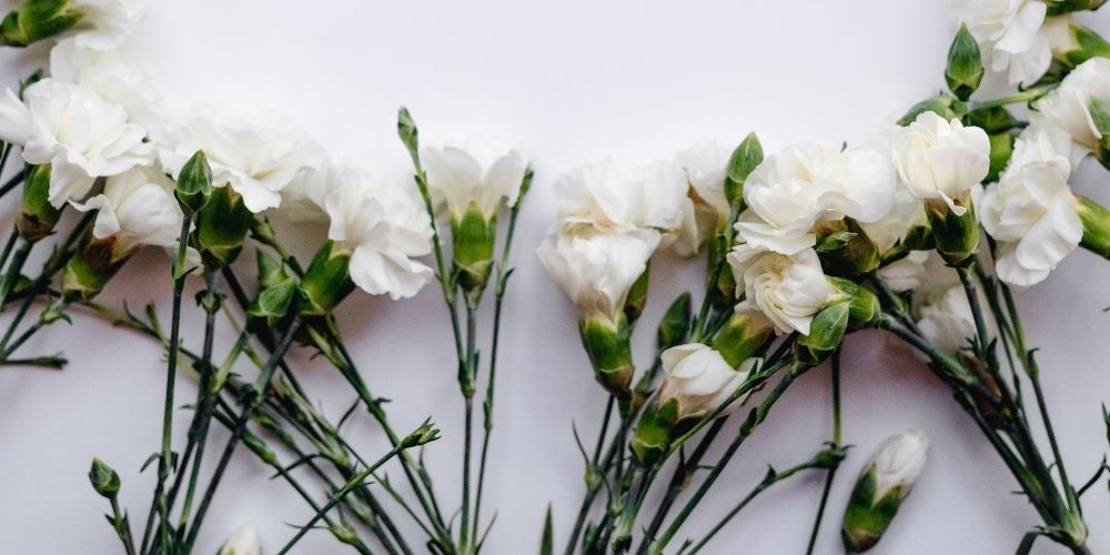 Where Do Carnations Grow Best
