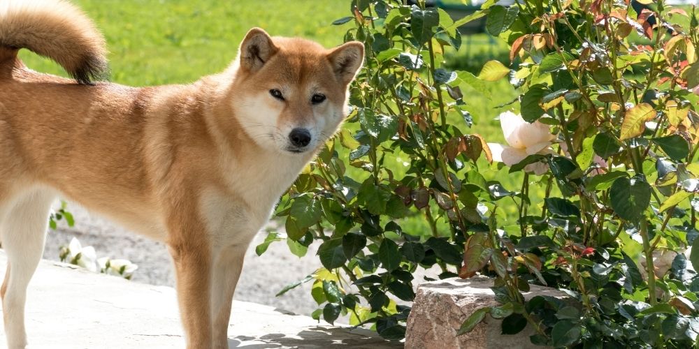 Dog Urine vs Roses: Can these plants withstand dog pee?