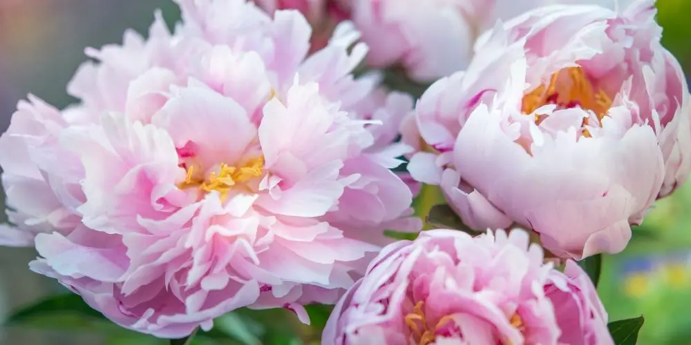 Do Carnations Bloom All Summer?