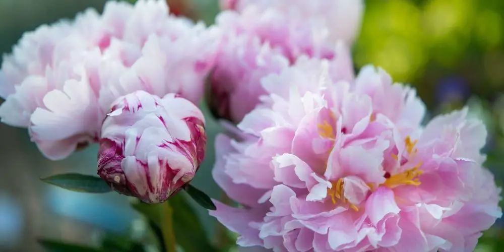 Are Carnations Hard To Grow?
