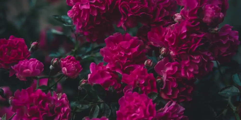4 Sure Reasons Why Your Carnations Are Dying