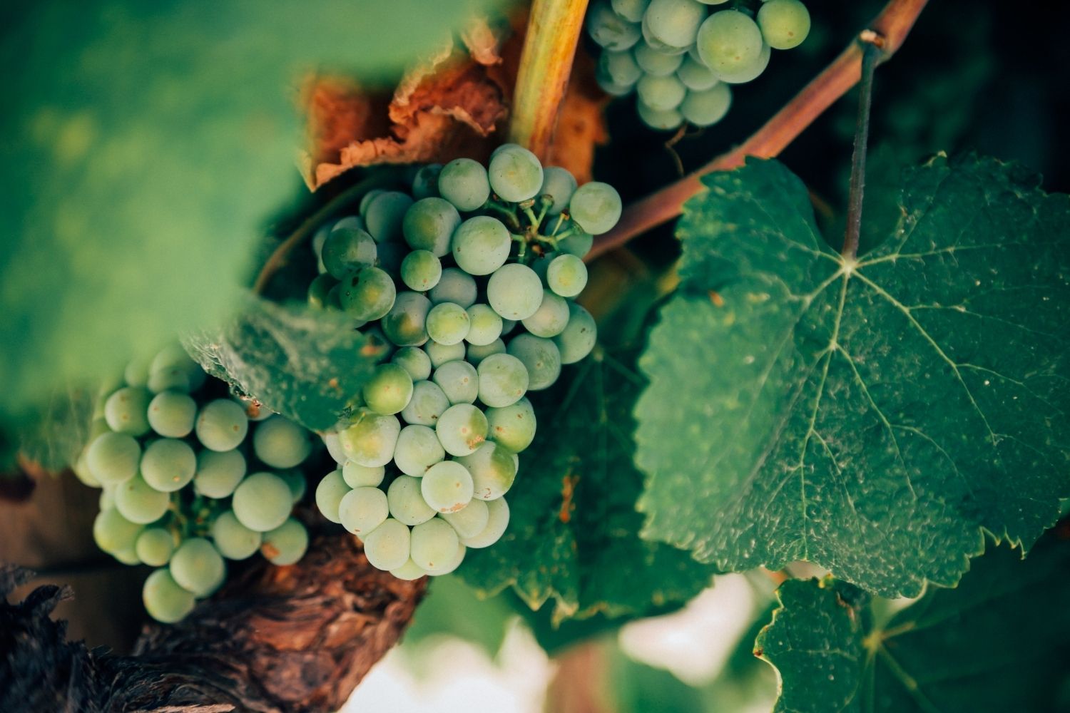 Should you water your grape vines every day?