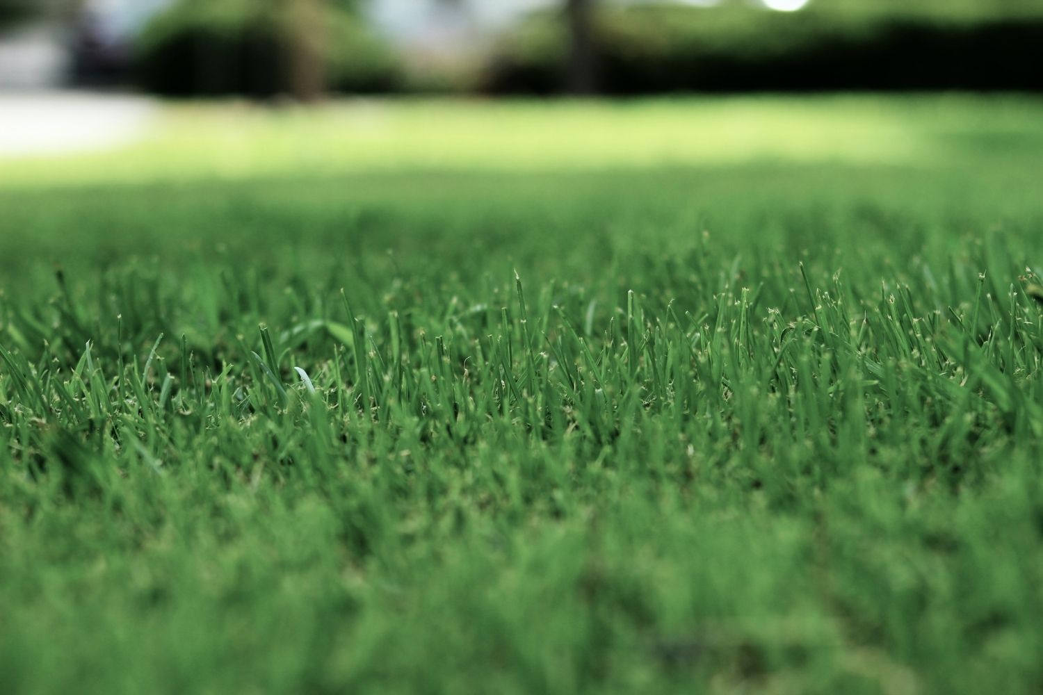 Should you Mow your Grass Diagonally