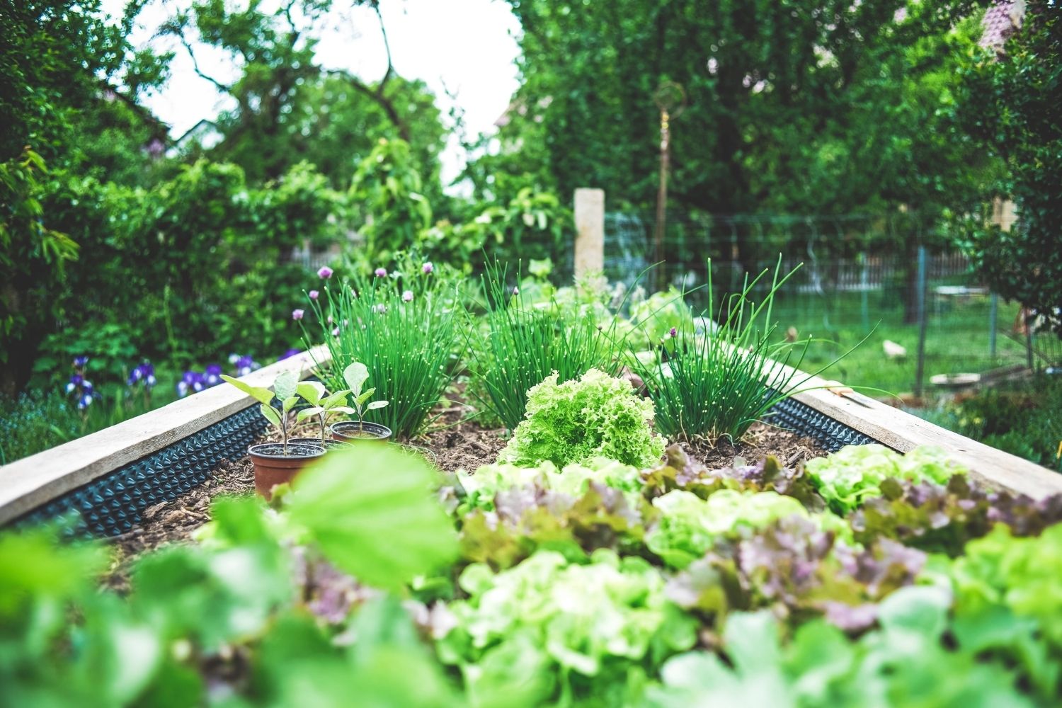 Container Garden vs Raised Bed Garden: Which is right for you?