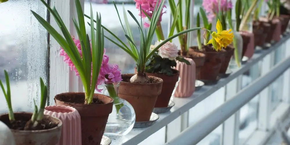 What can you do with your container garden in the winter?