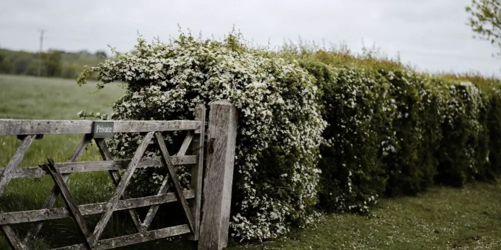 How close to a fence can I plant a hedge?