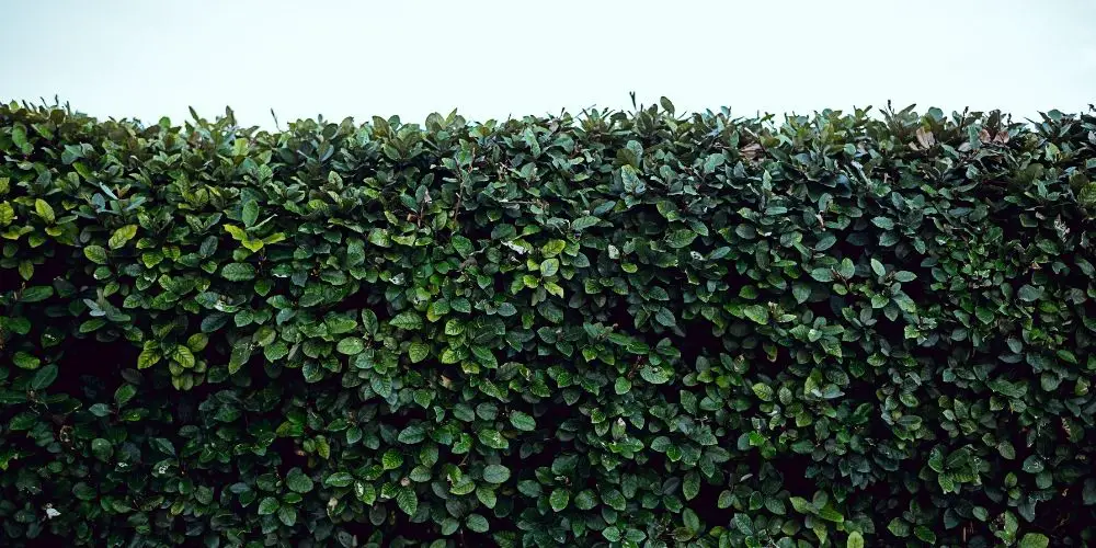 How Long Does It Take for a Hedge to Grow?