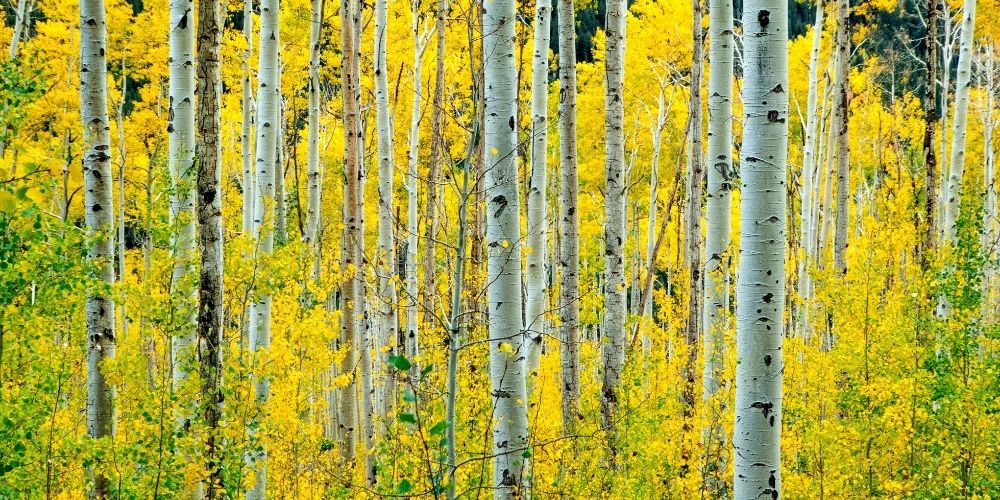7 North American Trees that grow the Fastest