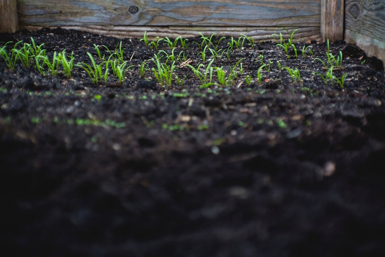 Should you put fabric under your raised garden beds?