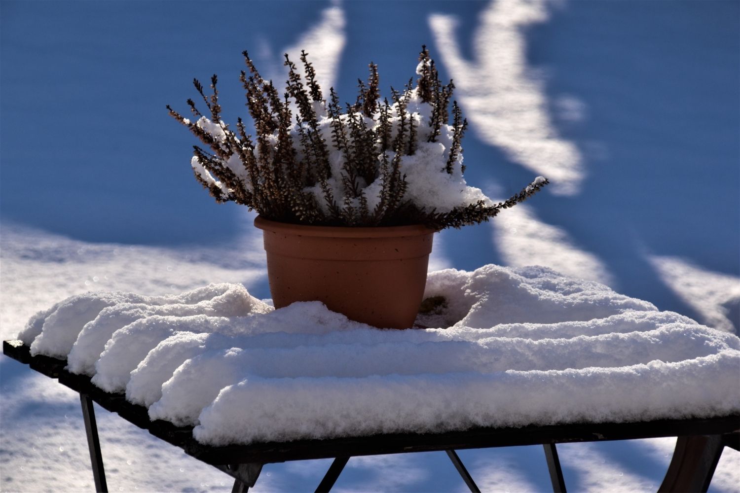 4 Things You can be doing in the Winter for your Garden