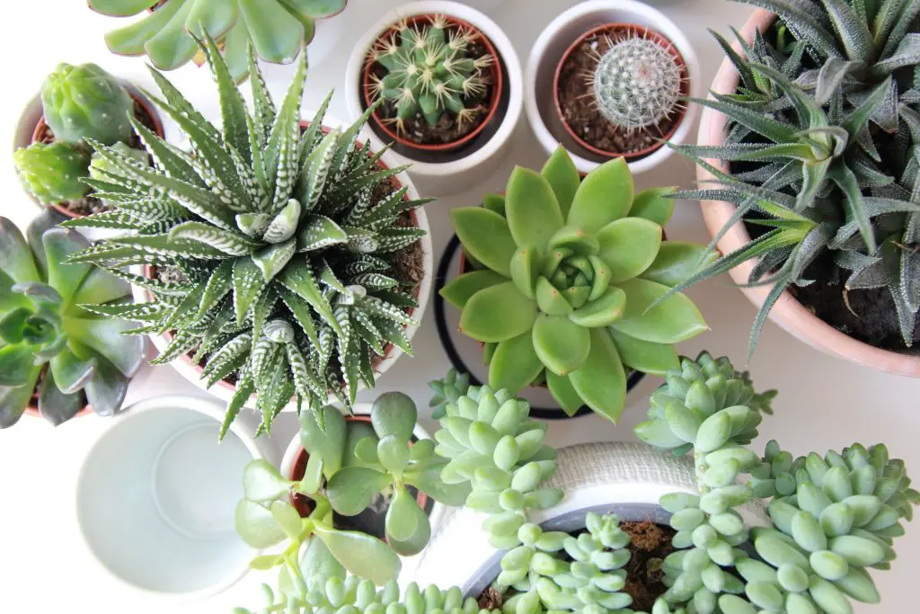 Succulents in Pots on a Table