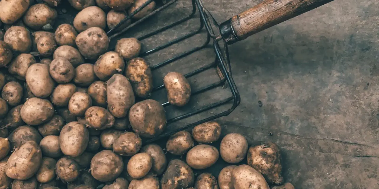 The Best Time to Harvest Potatoes: What You Need to Know