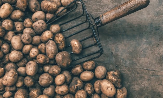 The Best Time to Harvest Potatoes: What You Need to Know