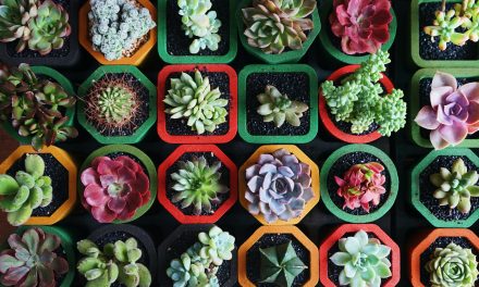 How to Take Care of Succulents: The Complete Guide