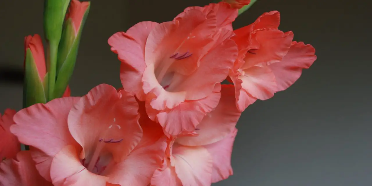 Are gladiolus a perennial? What to know about this plant