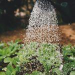 Deep Watering: What it is and How to do it