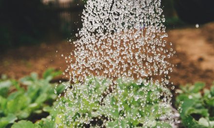 Deep Watering: What it is and How to do it