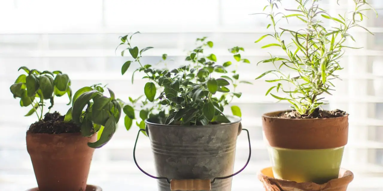 Gardening in an Apartment without a Balcony: The Complete Guide