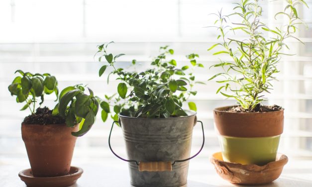 Gardening in an Apartment without a Balcony: The Complete Guide