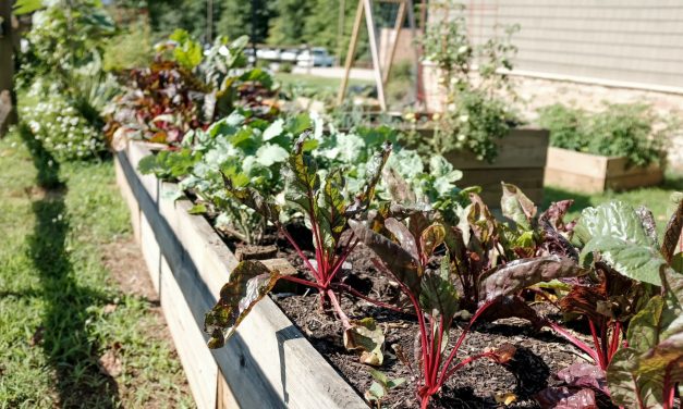 The Different Types of Gardening [Which one is right for you?]