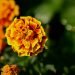Tips to care for Annual Flowers like Marigold